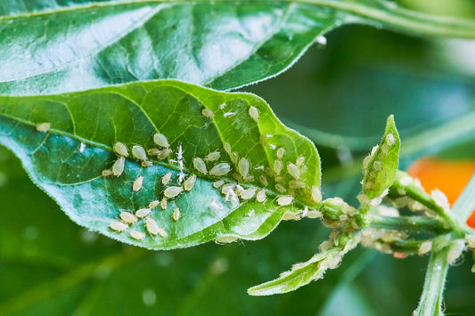 Defeat Aphids on Pepper Plants!