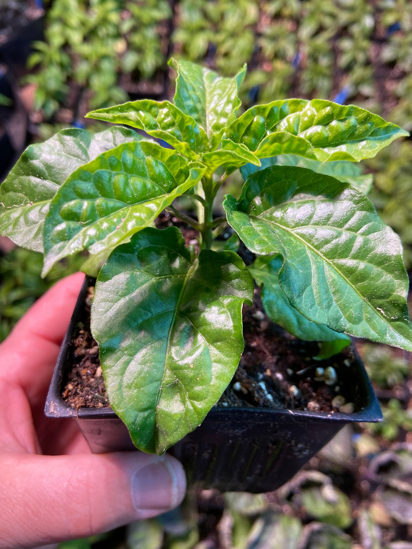 Leviathan Gnarly Carmel Scorpion Pepper Plant 2 Gallon Nursery Pots