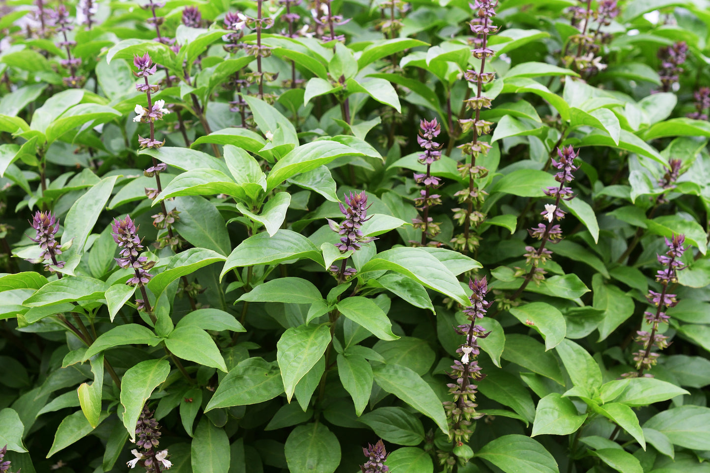 Tulsi Holy / Sacred Basil